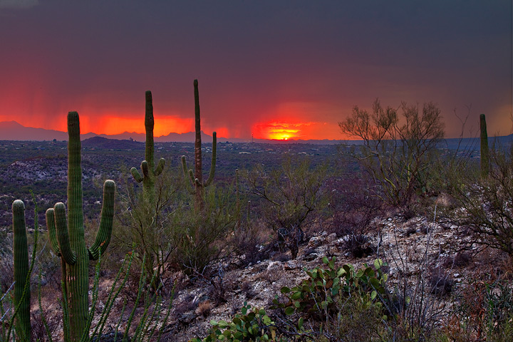 monsoon,Arizona,saguaro national park