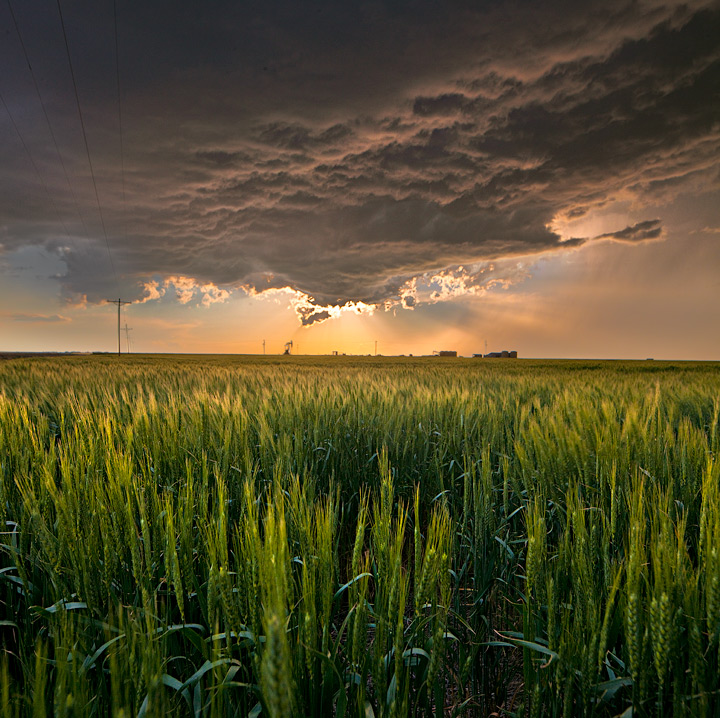 wheat,fields,Morgan County,Colorado