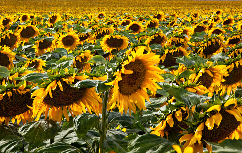 sunflower,field,denver,colorado
