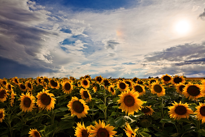 sunflower,field,sun dog,denver,colorado