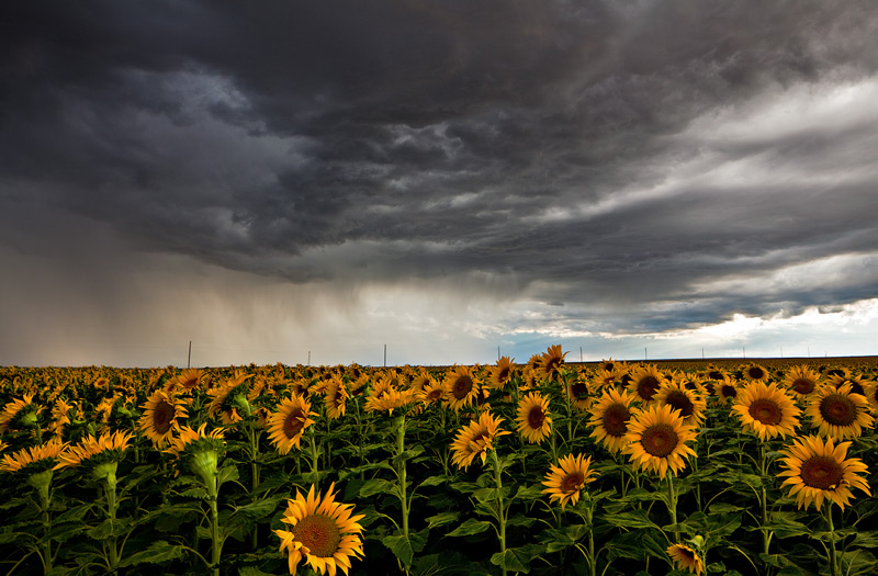 sunflower,field,storm