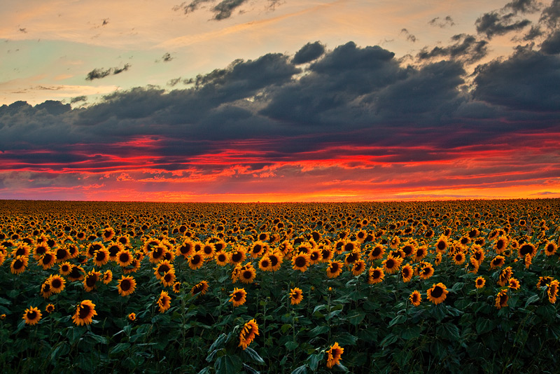 sunflower,field,sunset,denver,colorado