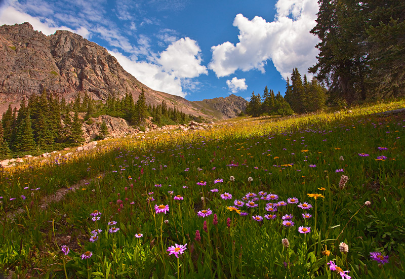 wildflowers,Vail,Colorado,Deluge Lake