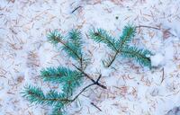 Holiday Greetings