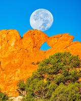 Kissing Camels II