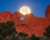 Kissing Camels I