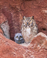 Garden Owls