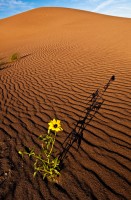 Morning Has Broken