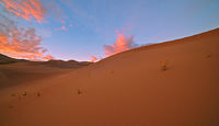 Dunes Flower Power