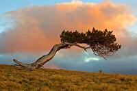 Balancing Act 