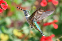 Hummingbird on Red