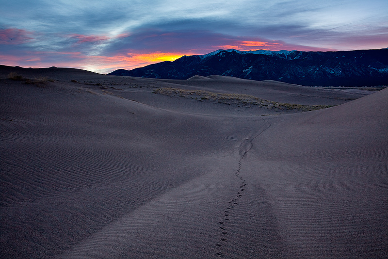coyote tracks lead far into the dunes at sunrise.