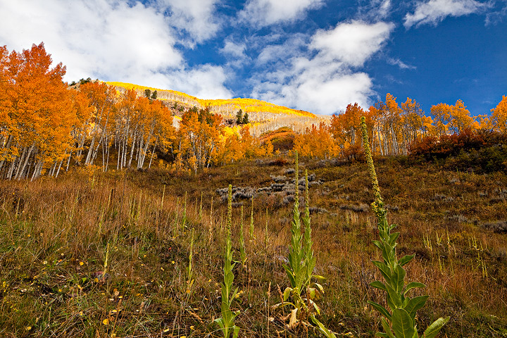 On the way back up Maroon Creek, I scrambled up this steep hillside to get a shot of the brilliant aspen up higher. These plants...