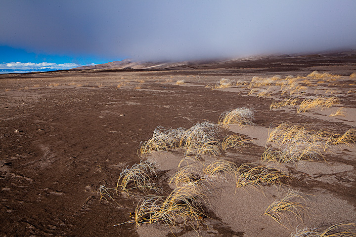Frosted grasses in front of the foggy dunes.