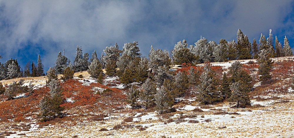 Snow dusted trees and colorful shrubs from La Veta Pass.