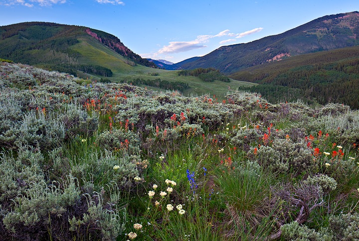 Sage and flowers as sunset approaches, from Brush Creek&nbsp;Road