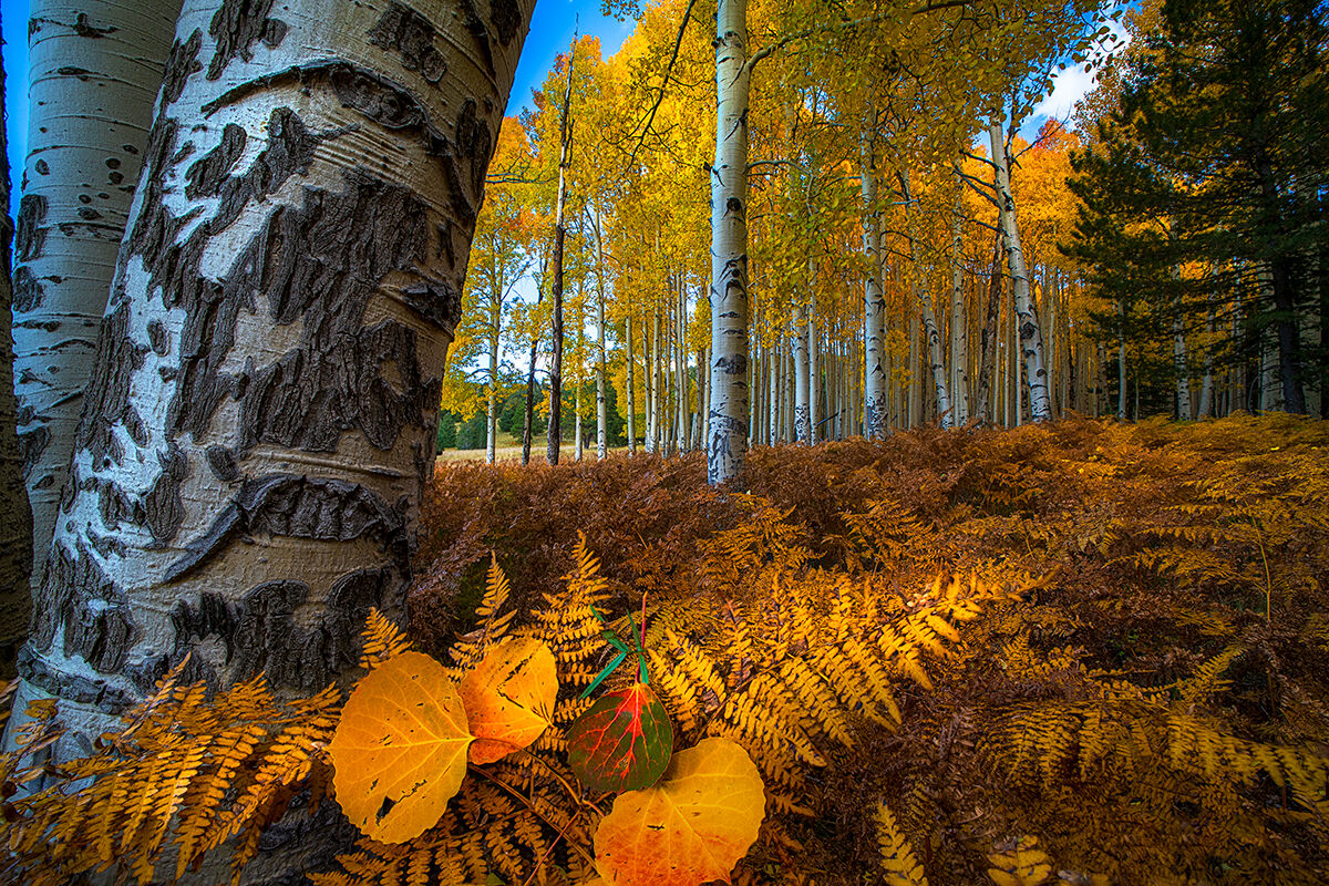 Fall colors from the Arizona Trail north of Flagstaff, the Aspen were at peak!
