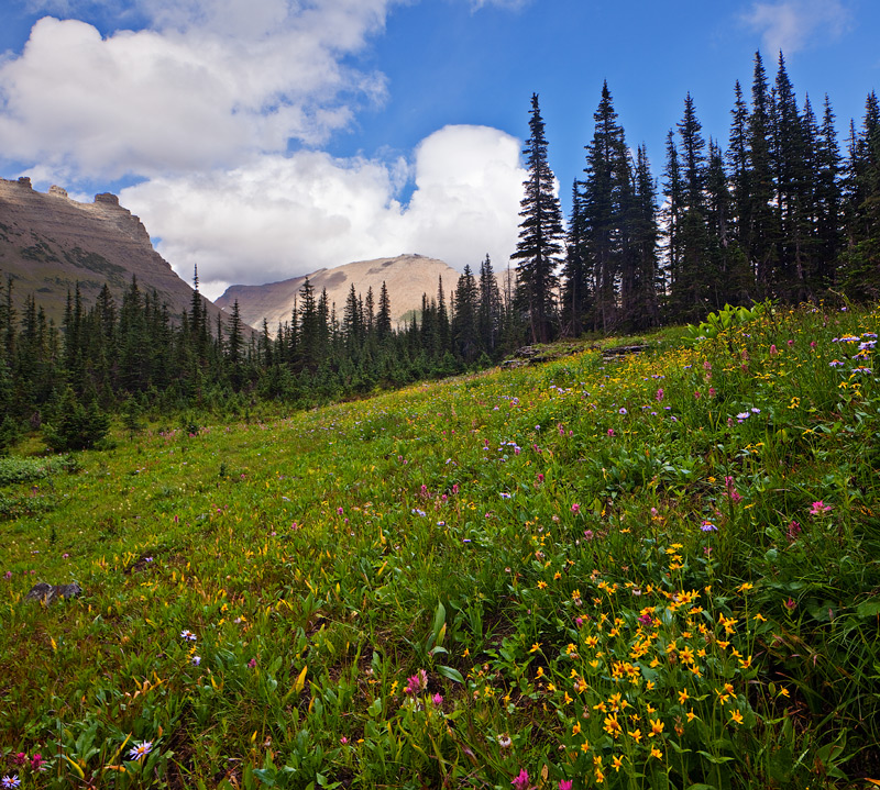 Flowers still going strong in early September in the Glacier high country.