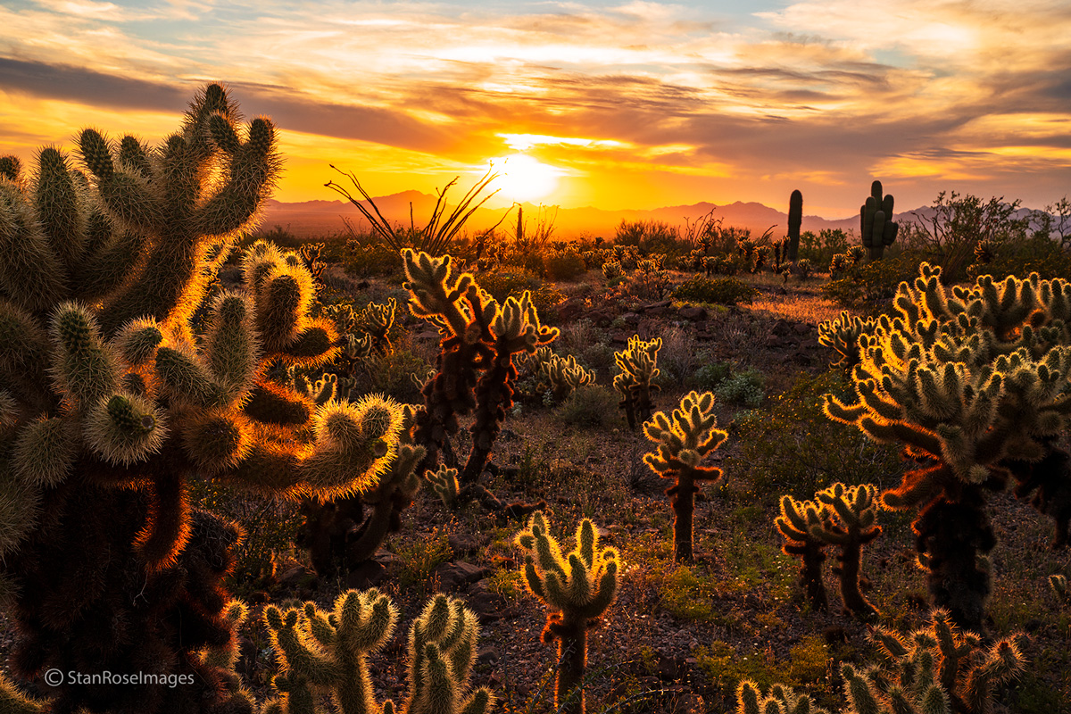 Cholla cactus backlit by the setting sun in the Kofa Mountains of southeast Arizona.