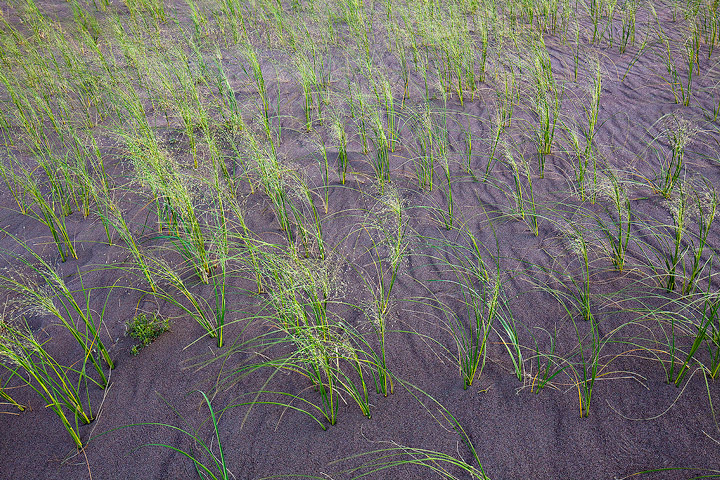 The dune grasses always make a good subject, and I could really use my 24mm Tilt-shift to advantage here.