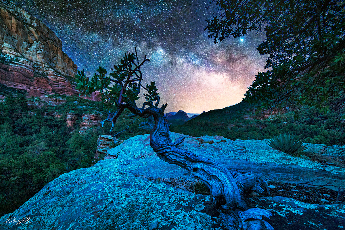 Twisted manzanita tree in a remote canyon near Sedona, with Jupiter and the Milky Way rising in the distance.