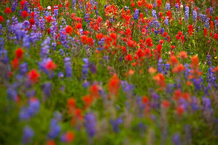 Select focus of the meadow, exploding with flowers!