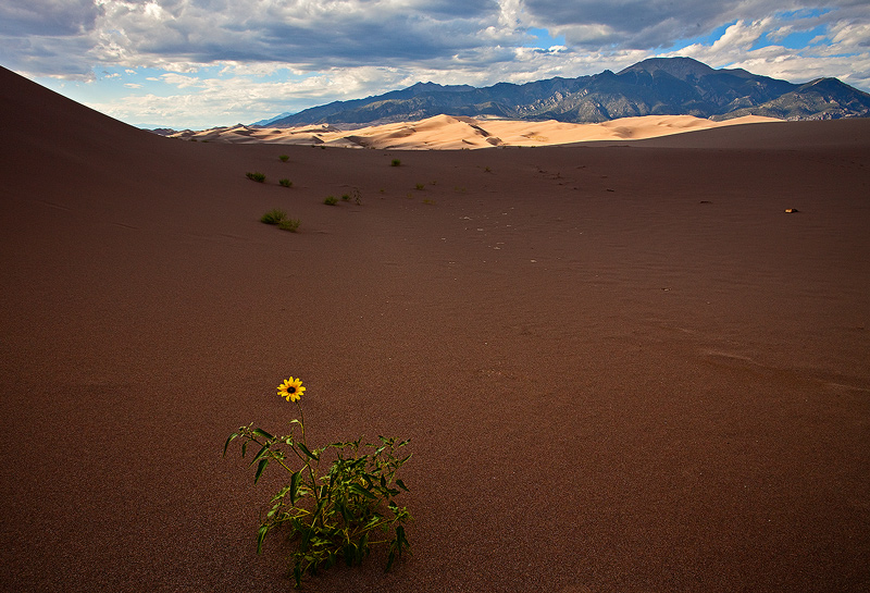 Sunflower, Great Sand Dunes NP