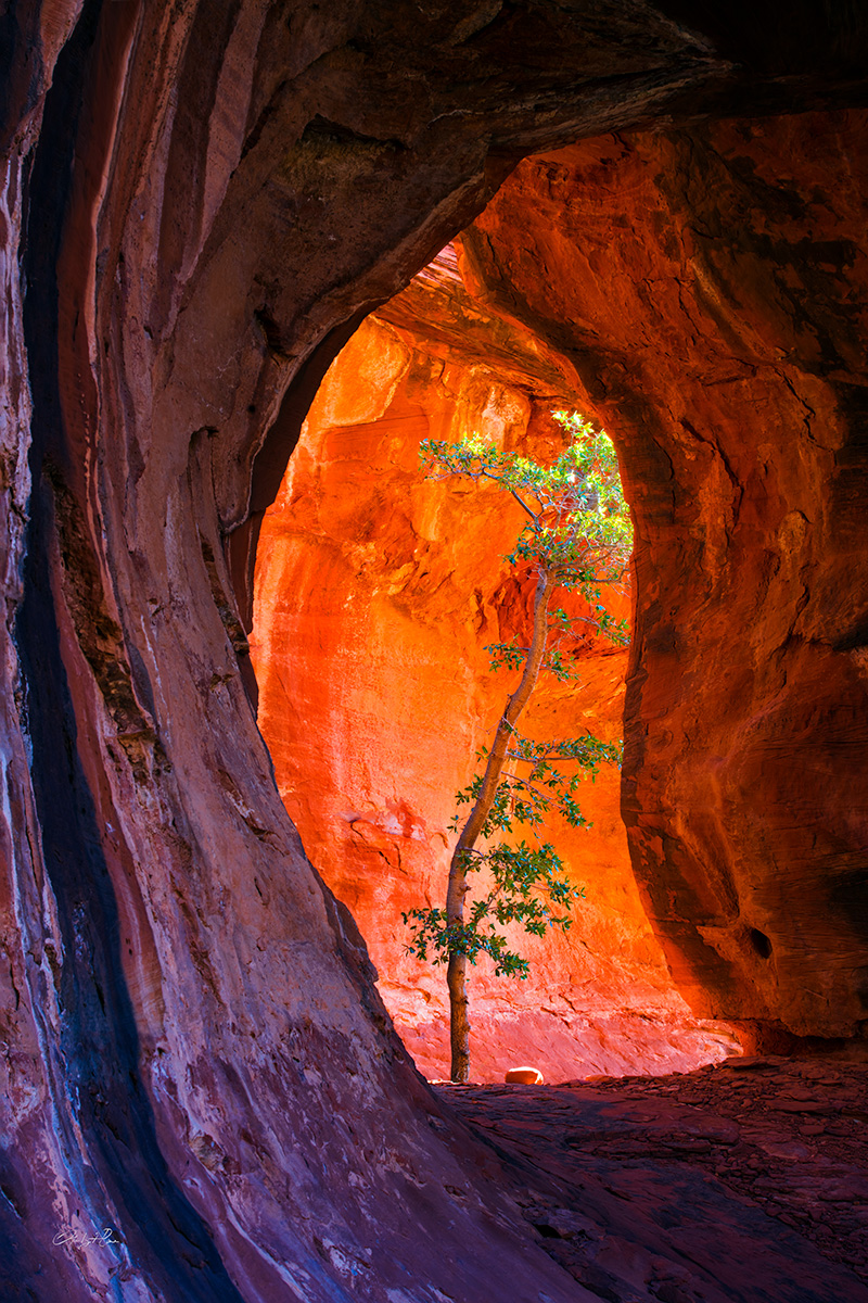 I spent weeks searching for this tree in a remote cave high above a Sedona canyon. It took me four separate trips to finally...