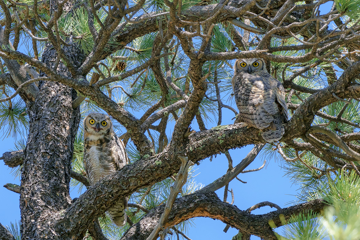 Pair of juvenile great horned owls watch from high in a tree in a Colorado Springs park.