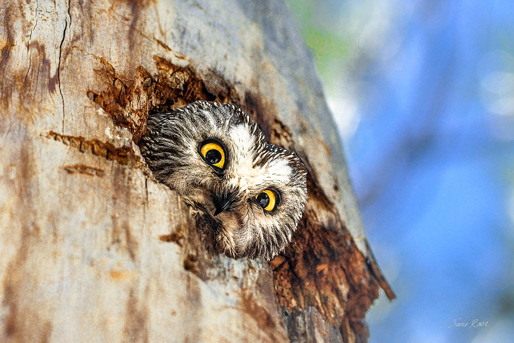 Northern Saw Whet Owl peaking out of a hollow tree stump. Photo by Susie Rose