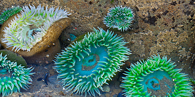 Green anenomes in a tide pool on the Olympic beaches during a very low tide.