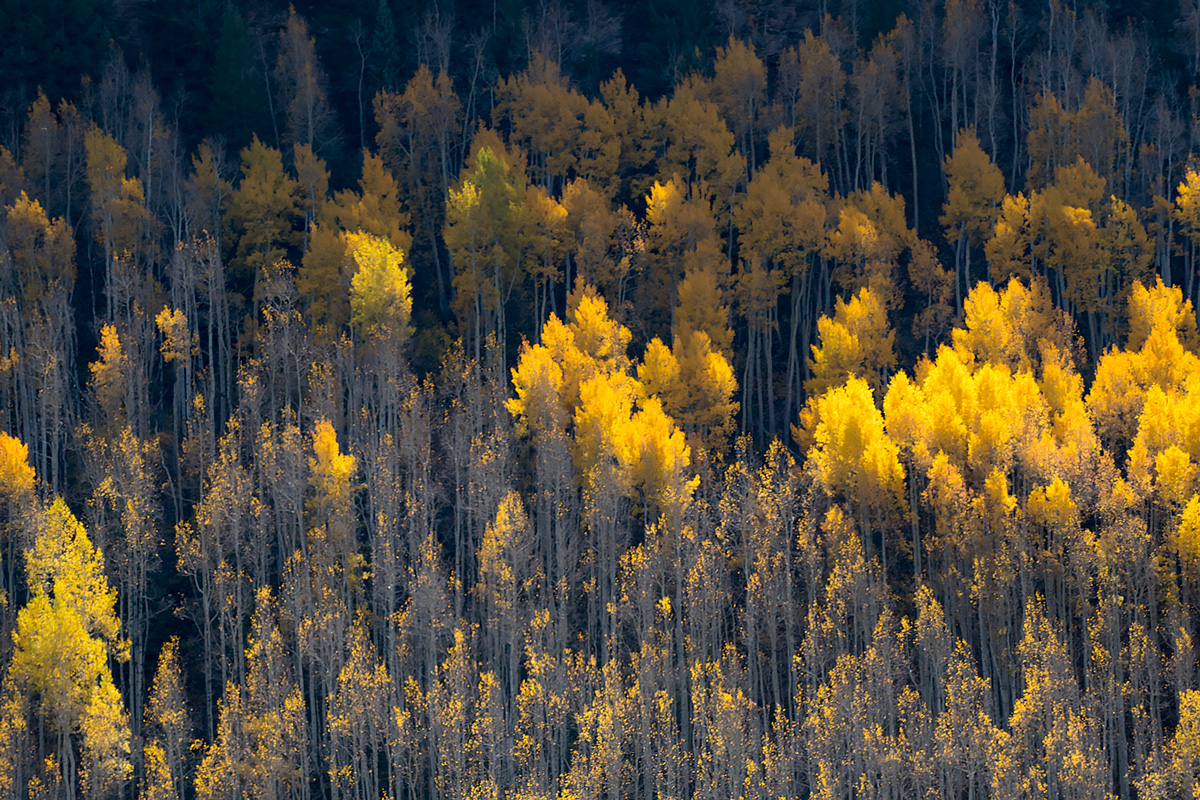 Aspen forest above Vail Colorado in late September.