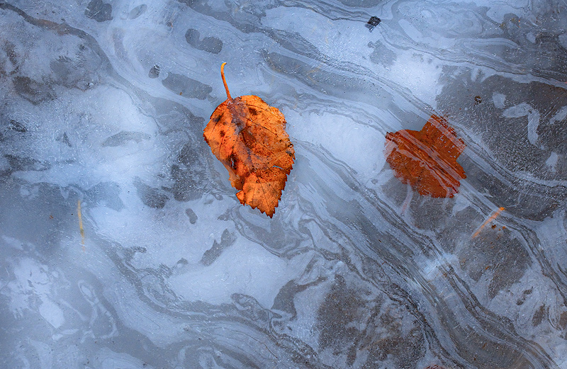 Frozen leaf in an icy creek.