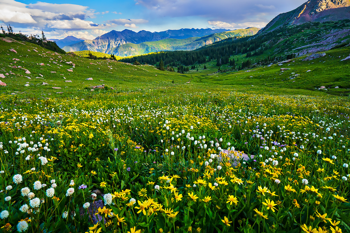 Wildflowers explode in late summer in the Gore Range.