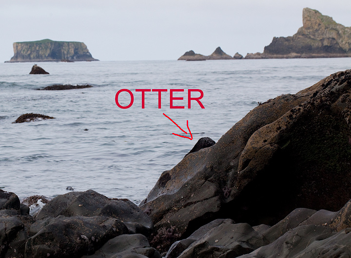 I saw several sea otters; unfortunately none wanted to pose for me!