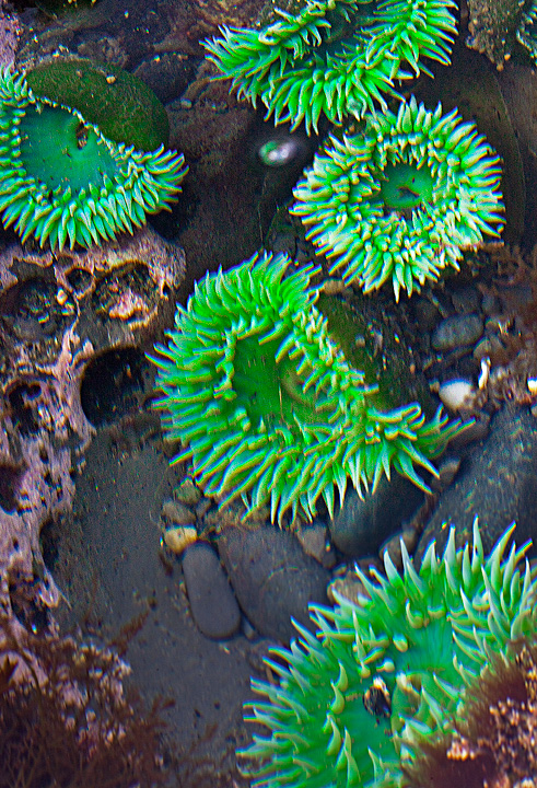 Green Anenomes in an Olympic tidal pool.